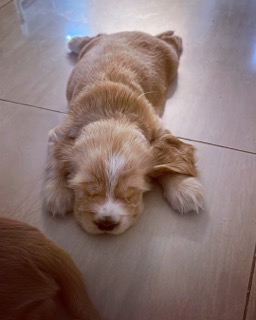 Pet image – gallery view